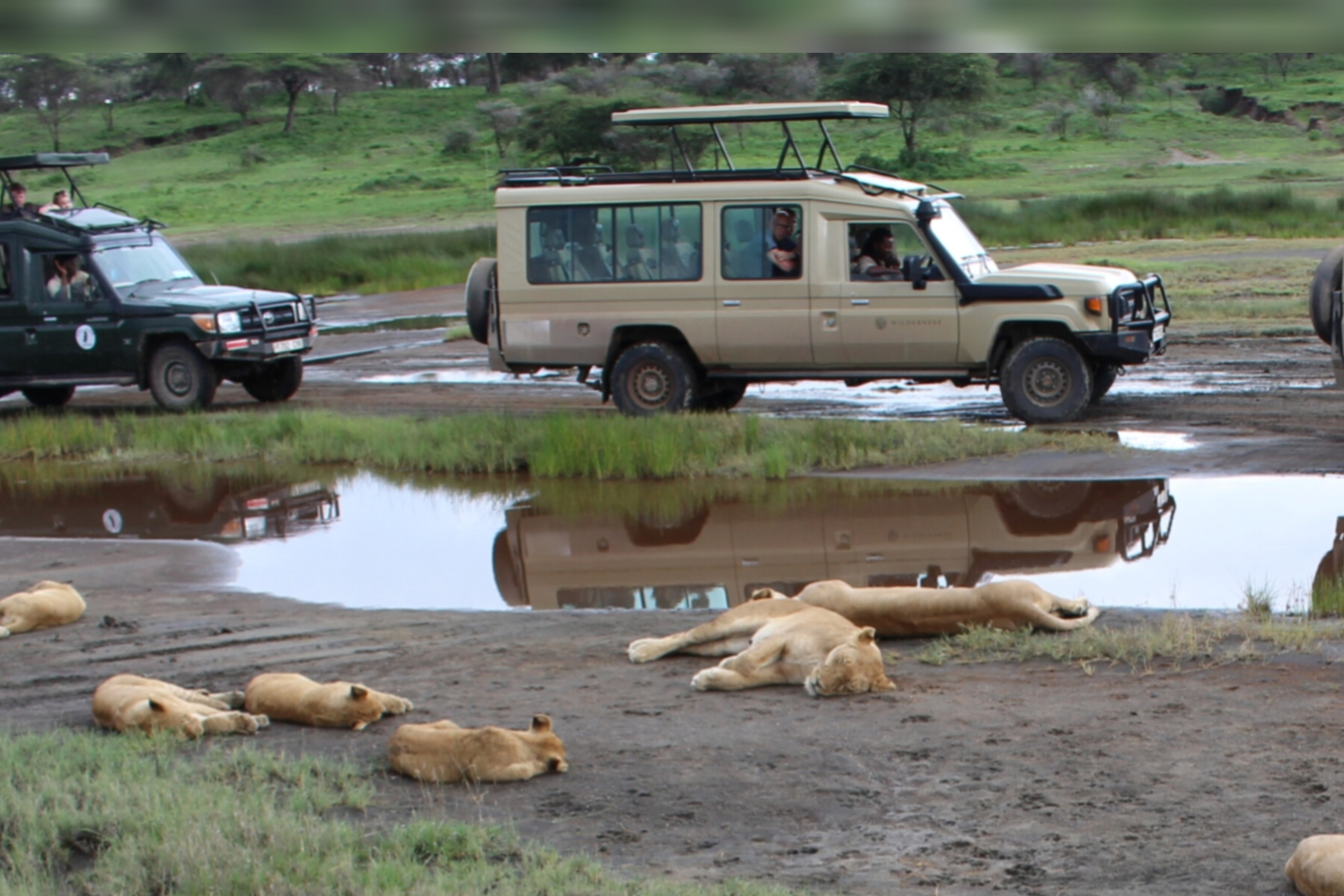 Lion in Serengeti Tanzania
